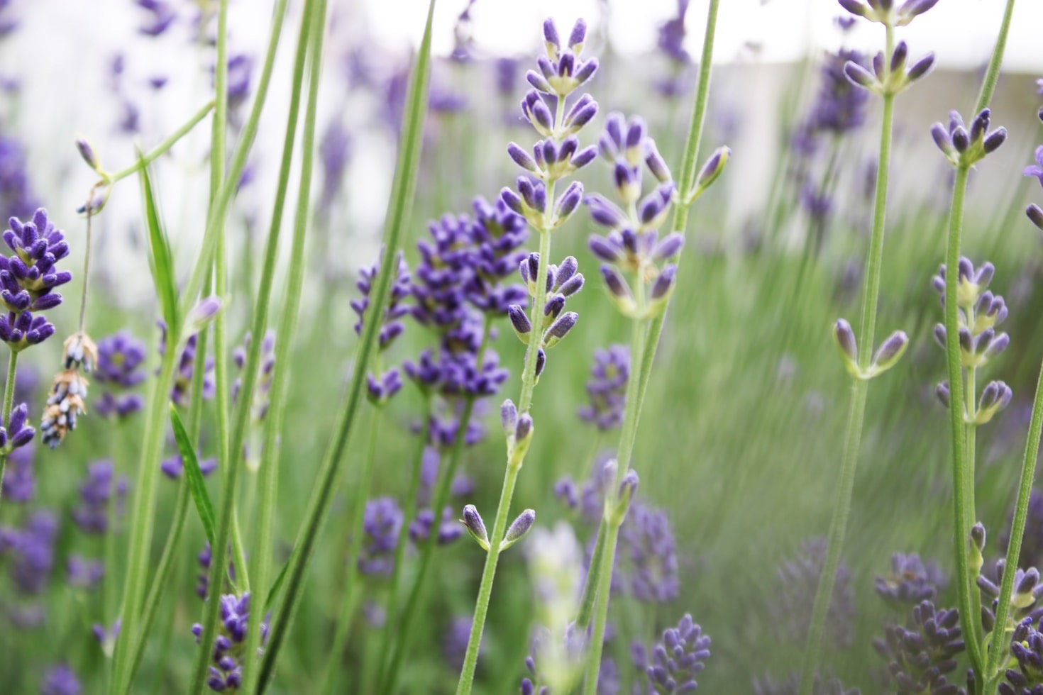 10 Mindful Practices for a Balanced Life